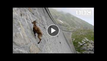 The incredible ibex defies gravity and climbs a dam | Forces of Nature with Brian Cox - BBC The incredible ibex defies gravity and climbs a dam | Forces of Nature with Brian Cox - BBC