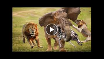 Big Battle Crocodile vs Leopard, Elephant - Brave Elephant Helps Zebra Calf Escape From The Lions Big Battle Crocodile vs Leopard, Elephant - Brave Elephant Helps Zebra Calf Escape From The Lions