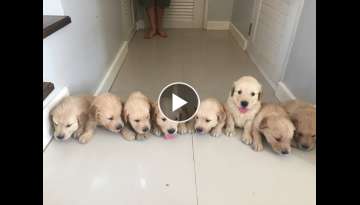 Golden Retriever Puppies Newborn to 12 weeks time-lapse video