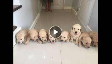 Golden Retriever Puppies Newborn to 12 weeks time-lapse video Golden Retriever Puppies Newborn to 12 weeks time-lapse video