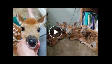 Woman doesn’t close backdoor as storm nears, is stunned when she finds 3 baby deer inside