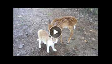 Baby Deer & Kitten become Friends