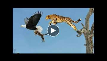 Top 5 best eagle attacks || the best of eagle attacks on human & Animal's